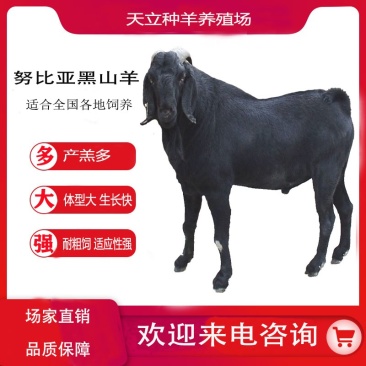 努比亚黑山羊小羊羔活羊种羊种母羊种公羊