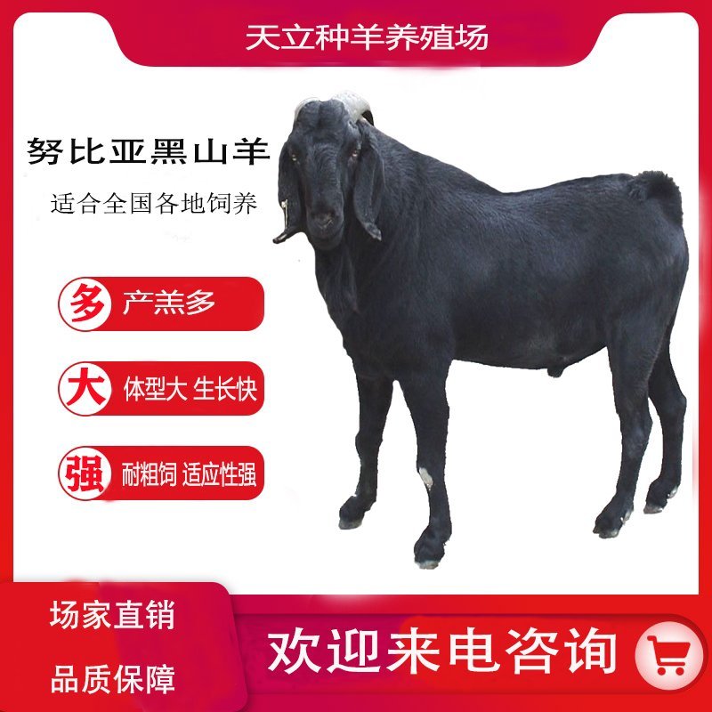 努比亚黑山羊小羊羔活羊种羊种母羊种公羊