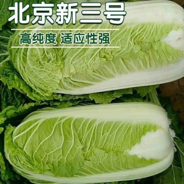 北京新三号苗麻叶青白菜苗竹筒白菜苗免费技术指导包回收