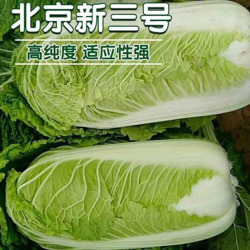 北京新三号苗麻叶青白菜苗竹筒白菜苗免费技术指导包回收
