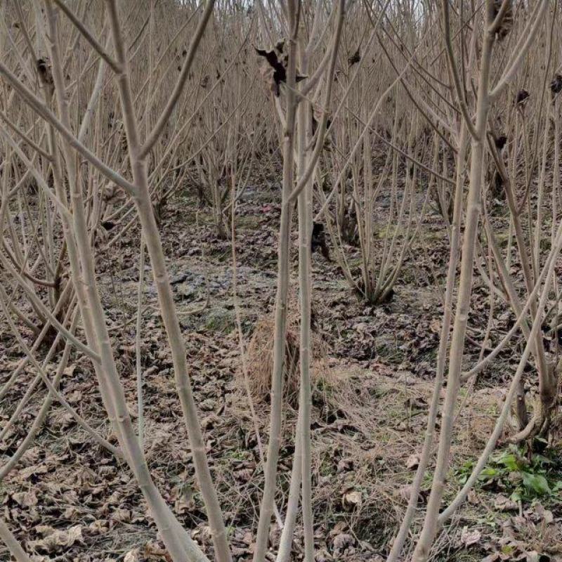 丛生木芙蓉、木芙蓉地笼子、多杆木芙蓉价格
