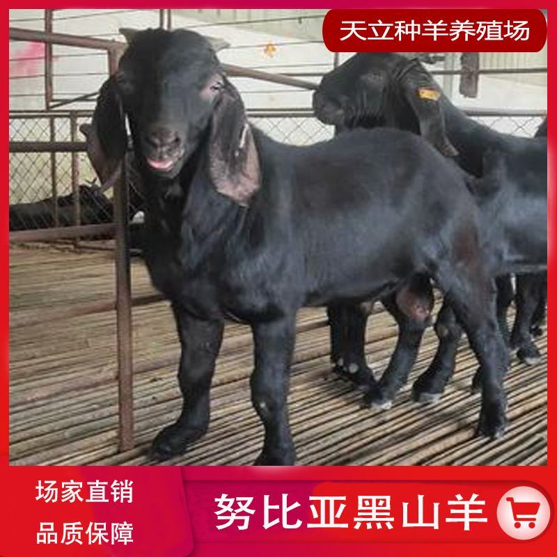 努比亚黑山羊小羊羔活羊种羊种母羊种公羊