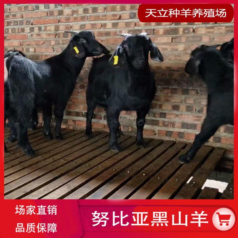 努比亚黑山羊小羊羔活羊种羊种母羊种公羊