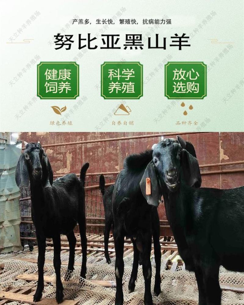 努比亚黑山羊小羊羔活羊种羊种母羊种公羊