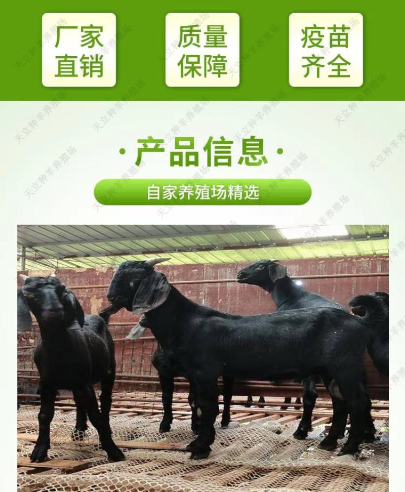 努比亚黑山羊小羊羔活羊种羊种母羊种公羊