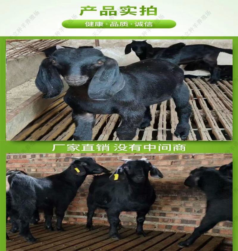 努比亚黑山羊小羊羔活羊种羊种母羊种公羊