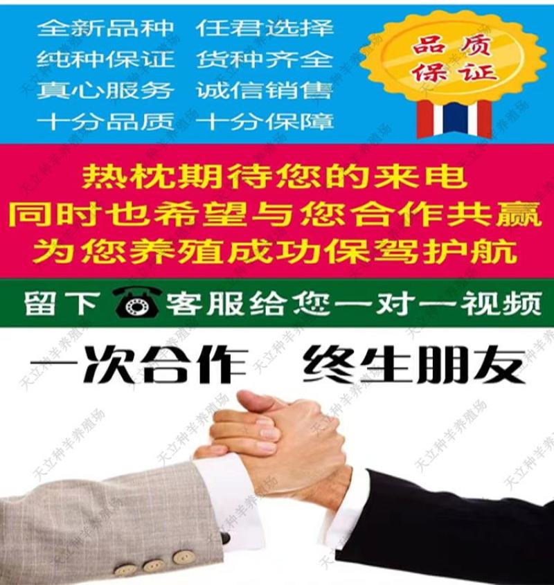 努比亚黑山羊小羊羔活羊种羊种母羊种公羊