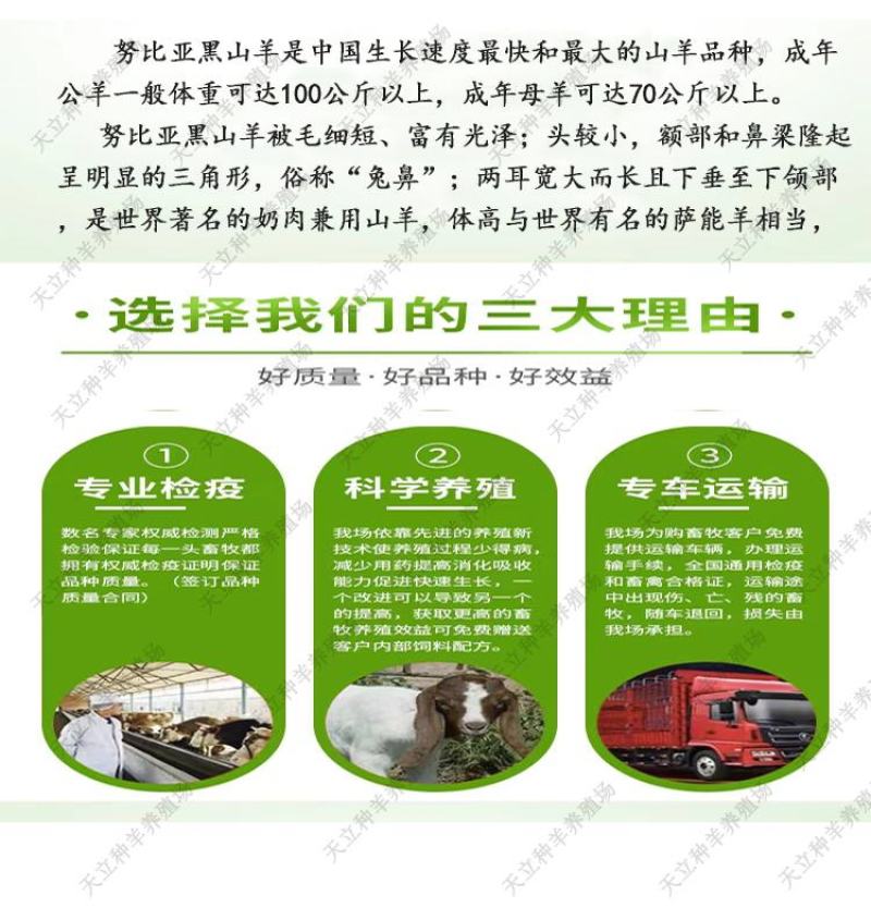 努比亚黑山羊小羊羔活羊种羊种母羊种公羊