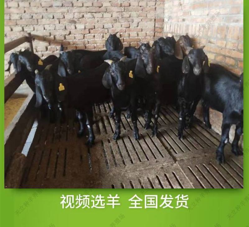 努比亚黑山羊小羊羔活羊种羊种母羊种公羊