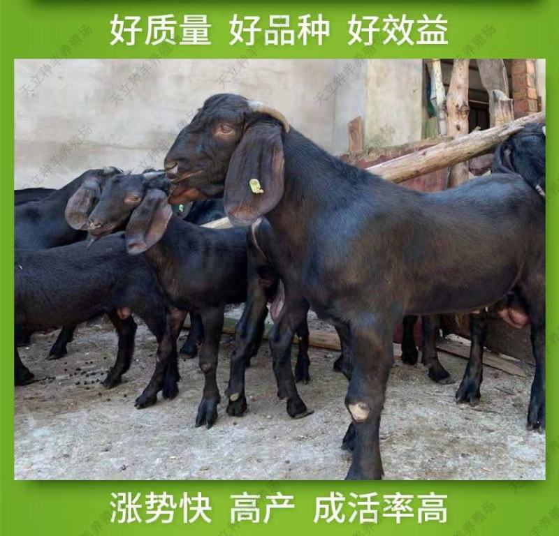 努比亚黑山羊小羊羔活羊种羊种母羊种公羊