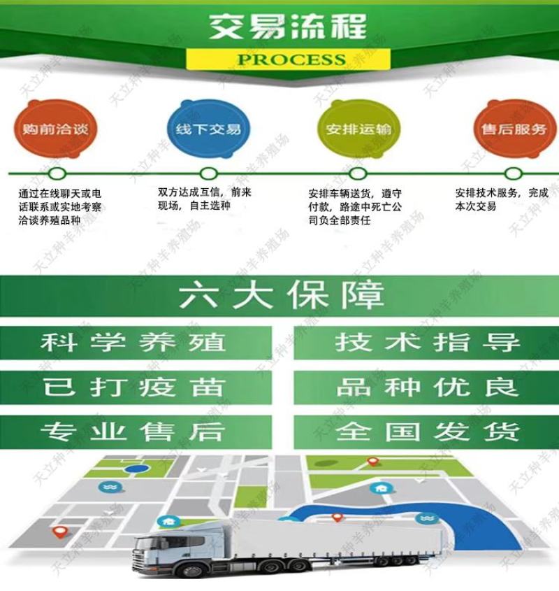 努比亚黑山羊小羊羔活羊种羊种母羊种公羊