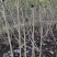丛生木芙蓉、木芙蓉地笼子、多杆木芙蓉价格