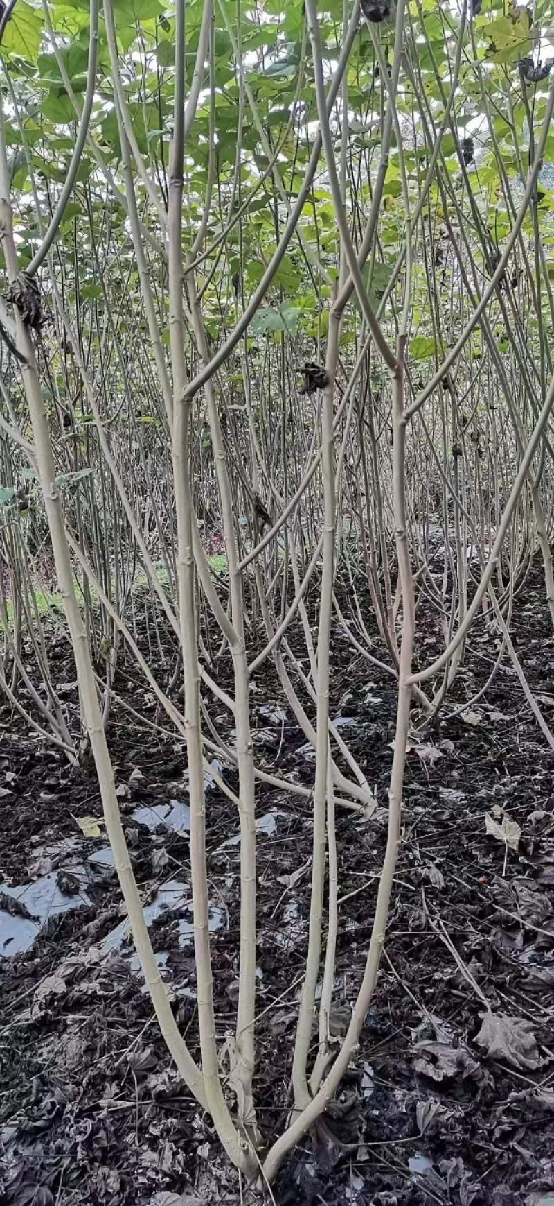 丛生木芙蓉、木芙蓉地笼子、多杆木芙蓉价格