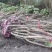 丛生木芙蓉、木芙蓉地笼子、多杆木芙蓉价格