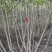 丛生木芙蓉、木芙蓉地笼子、多杆木芙蓉价格