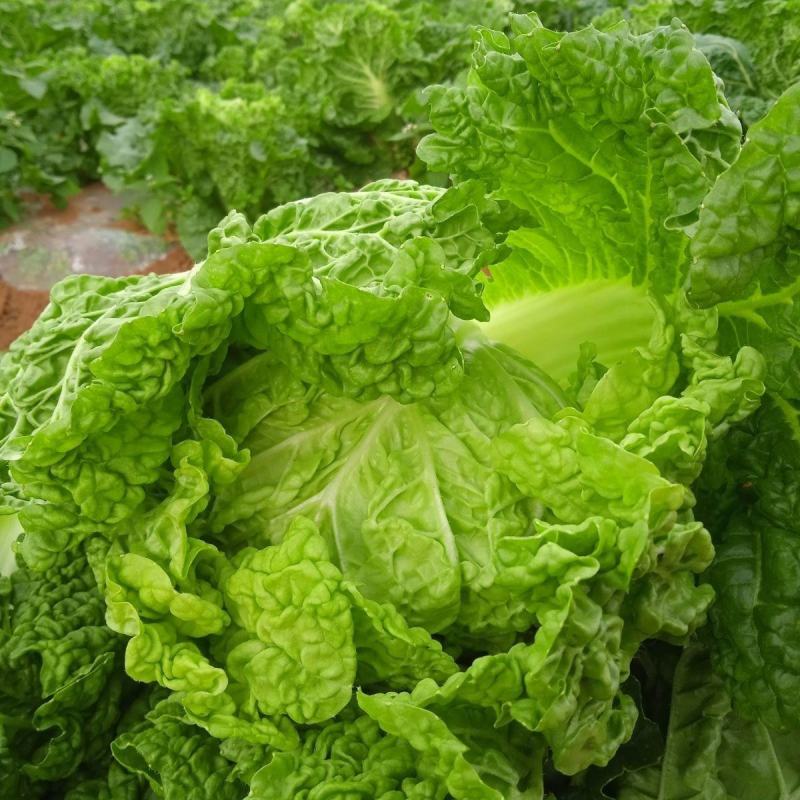 北京新三号苗麻叶青白菜苗竹筒白菜苗免费技术指导包回收