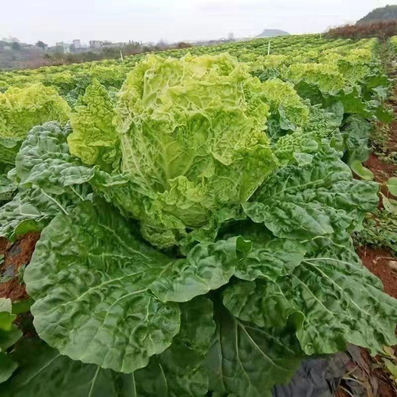 北京新三号苗麻叶青白菜苗竹筒白菜苗免费技术指导包回收