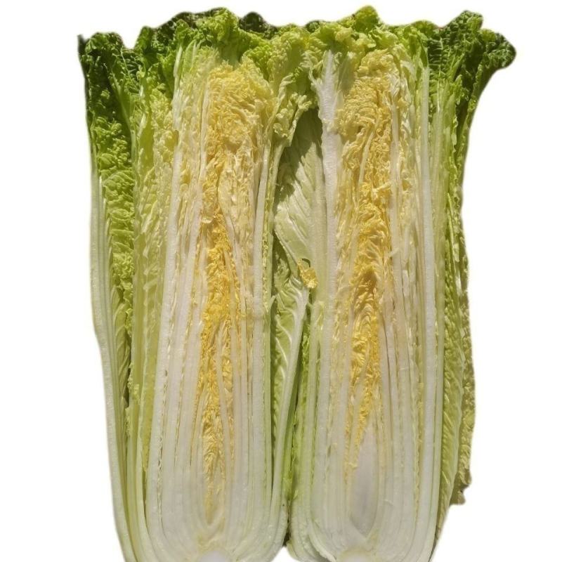 北京新三号苗麻叶青白菜苗竹筒白菜苗免费技术指导包回收