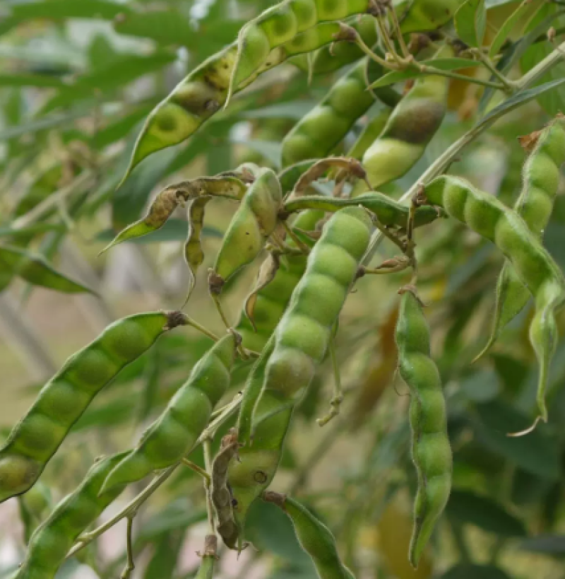 木豆种子木豆草种子灌木种子工程绿化护坡固土耐贫瘠多年生