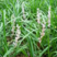 麦冬草种子麦冬种子新采麦冬种子颗粒饱满发芽率高
