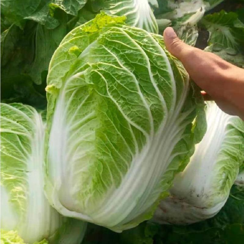 义和秋白菜苗东京868号苗玲珑黄白菜苗免费技术指导包回收