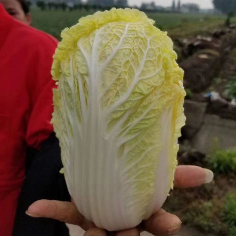 义和秋白菜苗东京868号苗玲珑黄白菜苗免费技术指导包回收