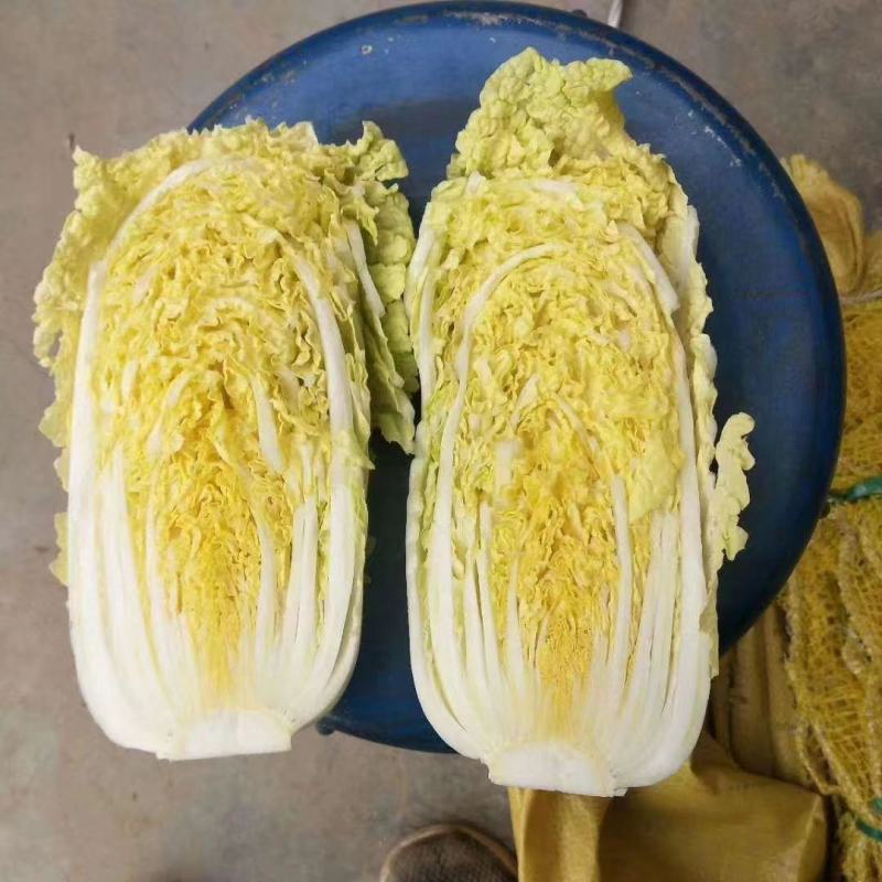 义和秋白菜苗东京868号苗玲珑黄白菜苗免费技术指导包回收