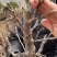 苹果盆栽矮化嫁接苗苹果树苗南北方四季盆栽地栽盆景成活率高