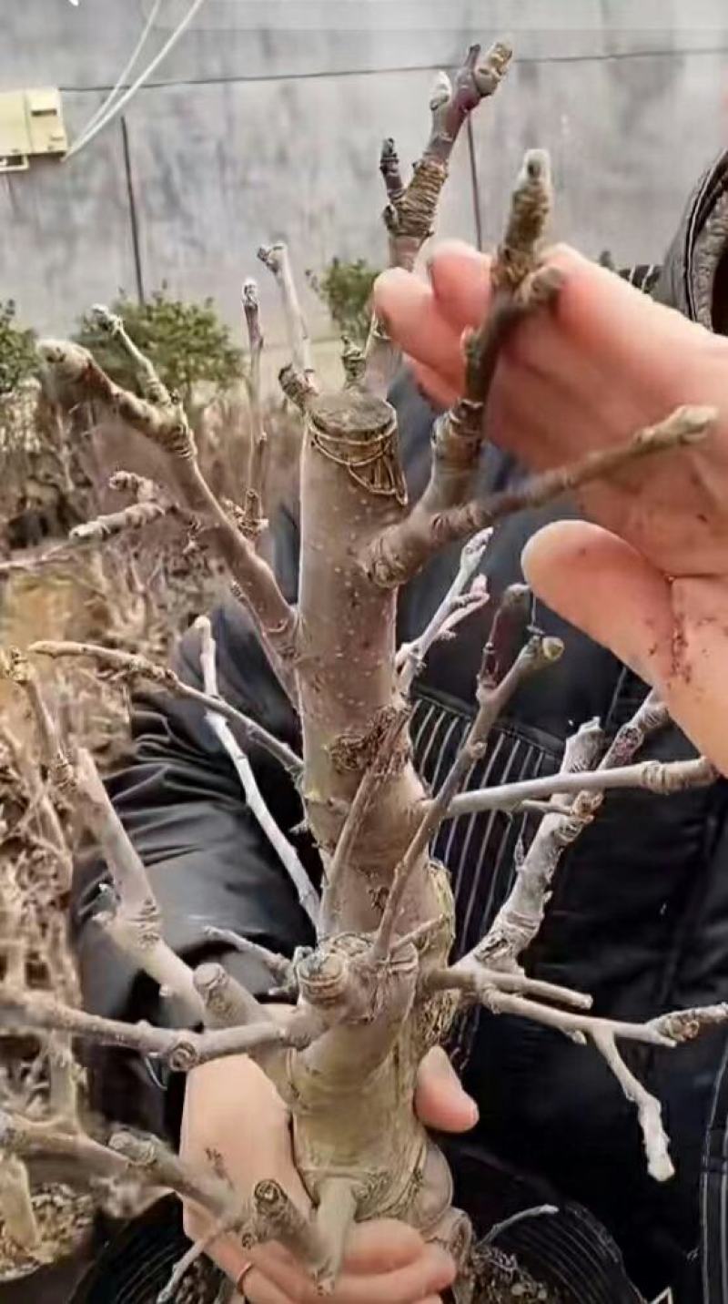 苹果盆栽矮化嫁接苗苹果树苗南北方四季盆栽地栽盆景成活率高