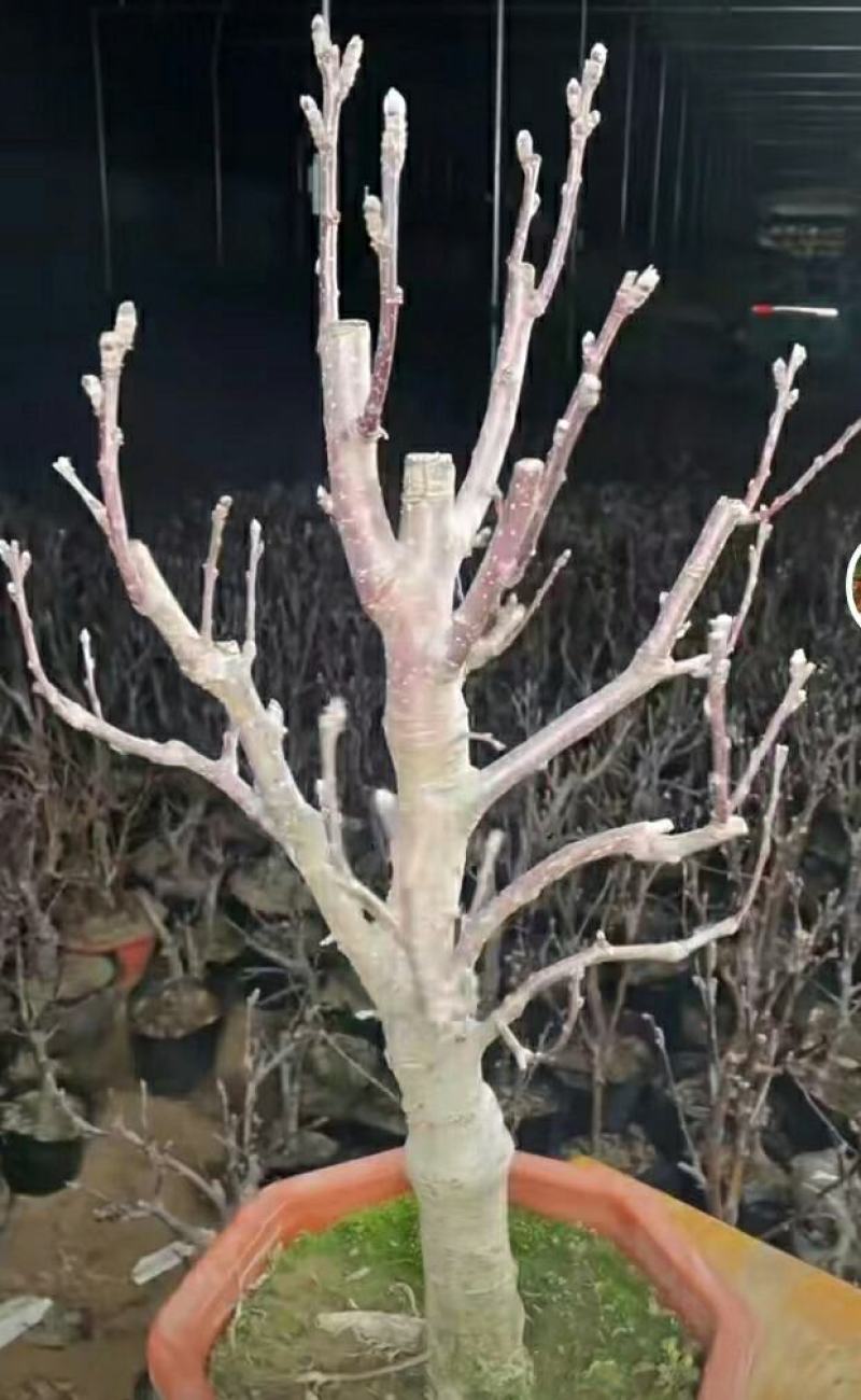 苹果盆栽矮化嫁接苗苹果树苗南北方四季盆栽地栽盆景成活率高