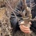 苹果盆栽矮化嫁接苗苹果树苗南北方四季盆栽地栽盆景成活率高