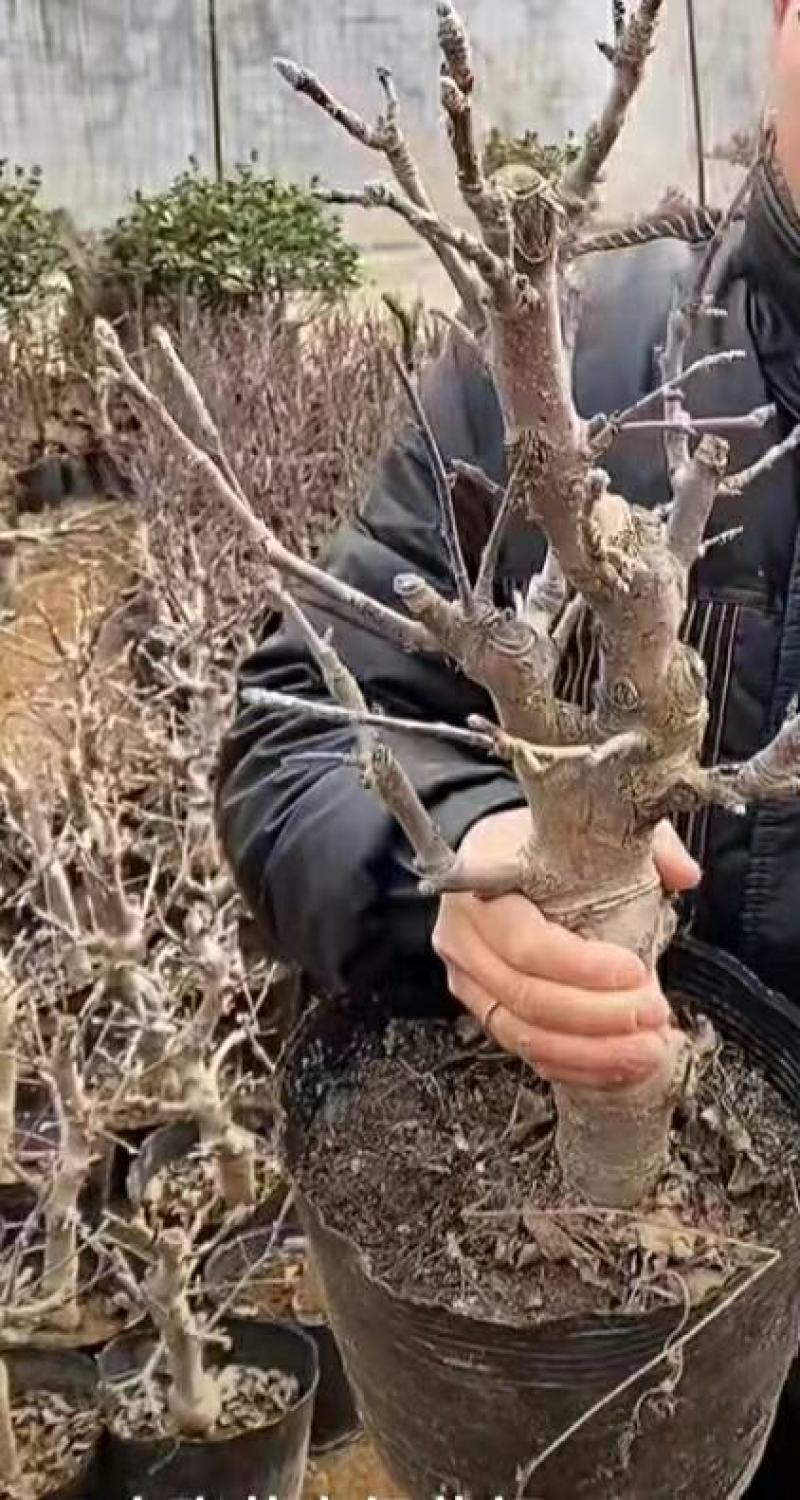 苹果盆栽矮化嫁接苗苹果树苗南北方四季盆栽地栽盆景成活率高