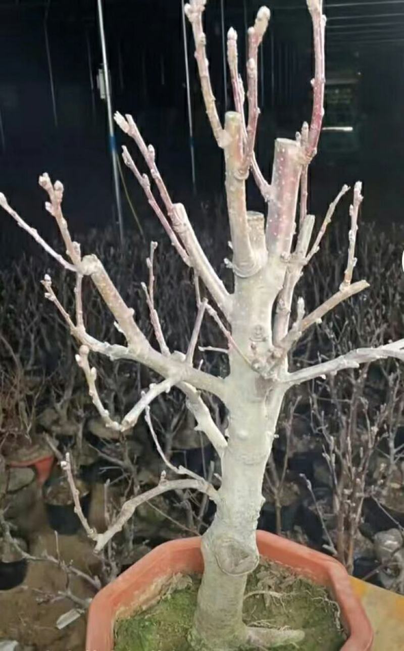 苹果盆栽矮化嫁接苗苹果树苗南北方四季盆栽地栽盆景成活率高