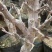 苹果盆栽矮化嫁接苗苹果树苗南北方四季盆栽地栽盆景成活率高