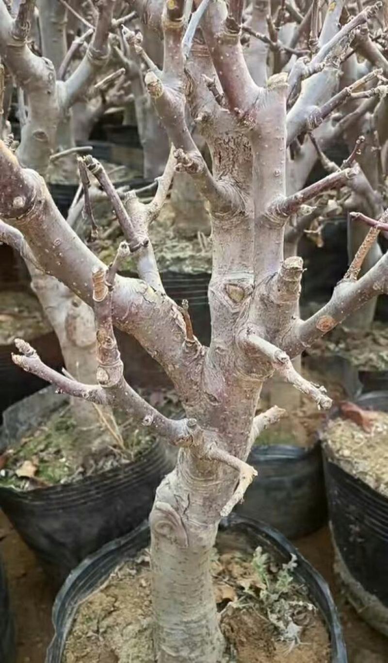 苹果盆栽矮化嫁接苗苹果树苗南北方四季盆栽地栽盆景成活率高