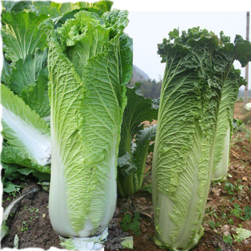 秋绿60白菜苗紫白菜苗德高117白菜苗免费技术指导包回