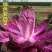 秋绿60白菜苗紫白菜苗德高117白菜苗免费技术指导包回