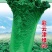 秋绿60白菜苗紫白菜苗德高117白菜苗免费技术指导包回
