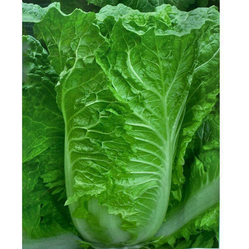 秋绿60白菜苗紫白菜苗德高117白菜苗免费技术指导包回