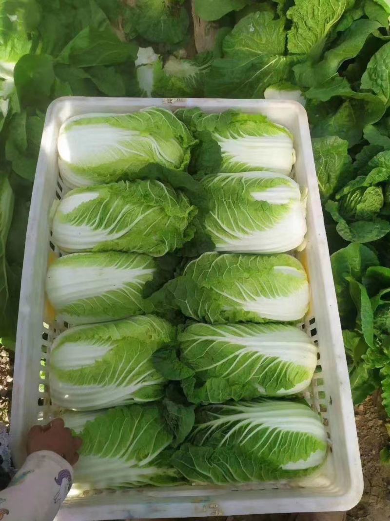 秋绿60白菜苗紫白菜苗德高117白菜苗免费技术指导包回