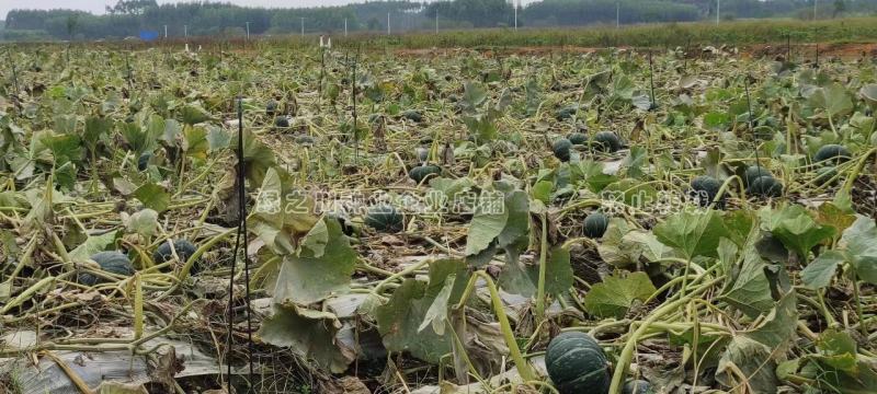 日本甜栗南瓜种子日本引进原种杂交一代早熟西洋南瓜种子