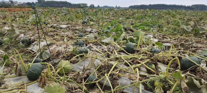 日本甜栗南瓜种子日本引进原种杂交一代早熟西洋南瓜种子