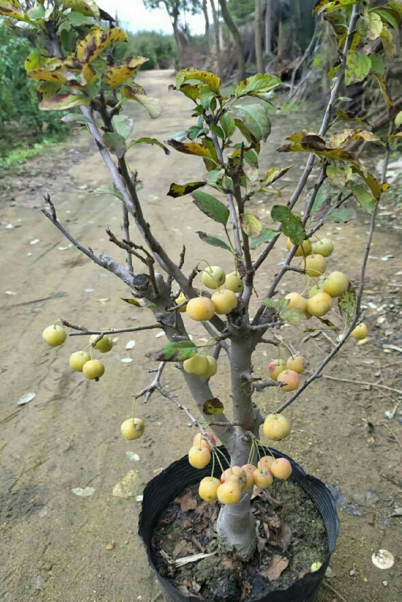 基地直销出海棠盆栽冬红果老桩长寿果冬红果海棠花苗视频