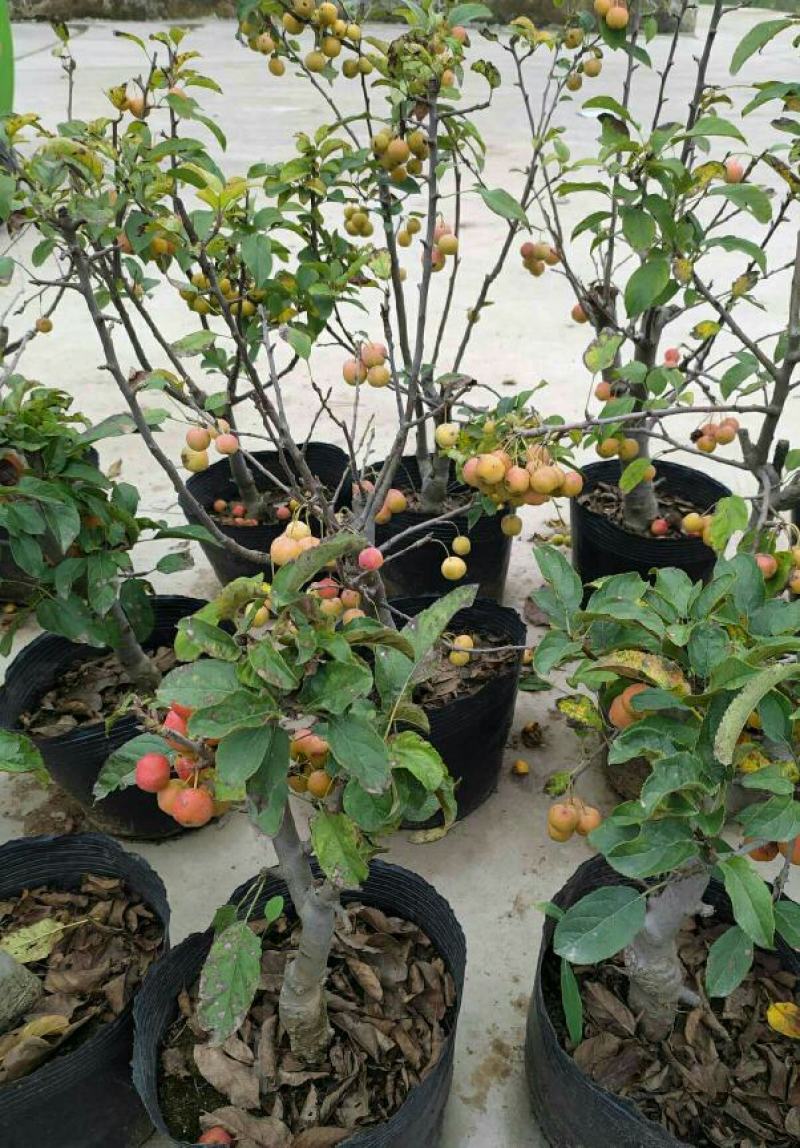 基地直销出海棠盆栽冬红果老桩长寿果冬红果海棠花苗视频