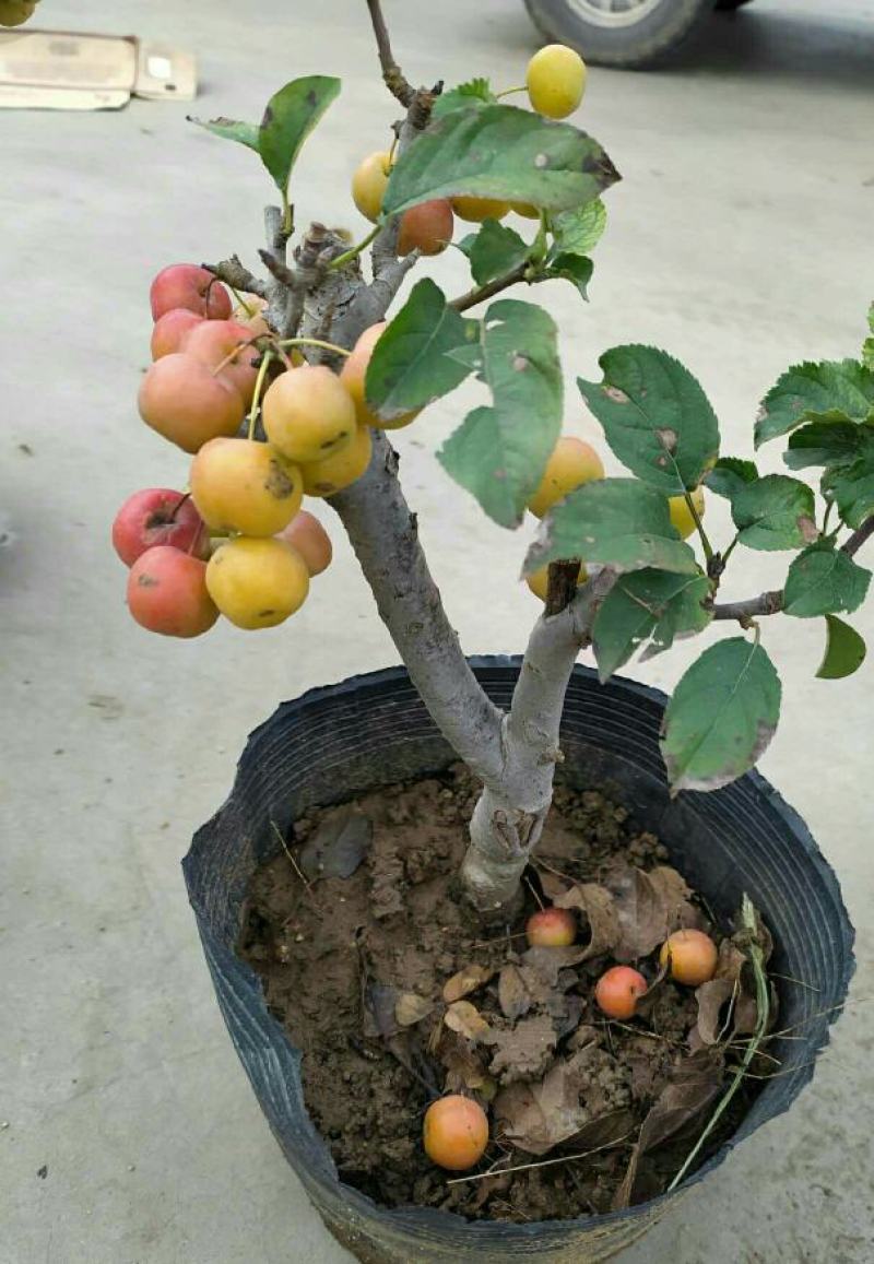基地直销出海棠盆栽冬红果老桩长寿果冬红果海棠花苗视频