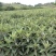 华玉1号枇杷苗当年结果无核砂糖枇杷苗全国种植盆栽地栽