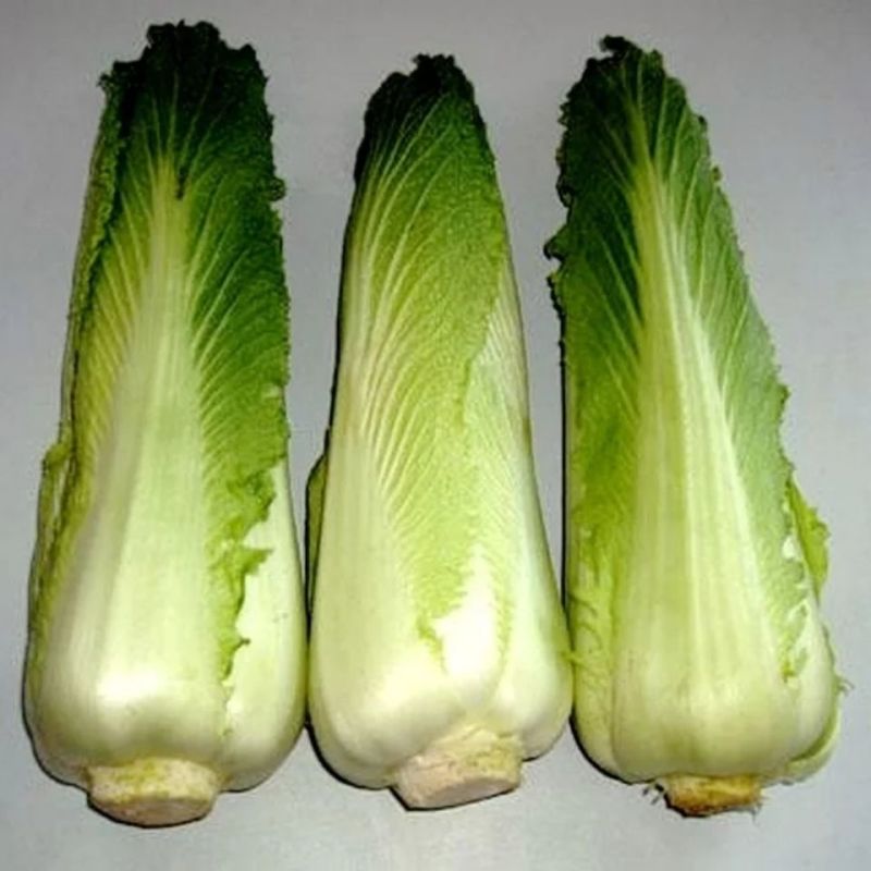 秋宝白菜苗包尖白菜苗菊锦春白菜苗免费技术指导包回收