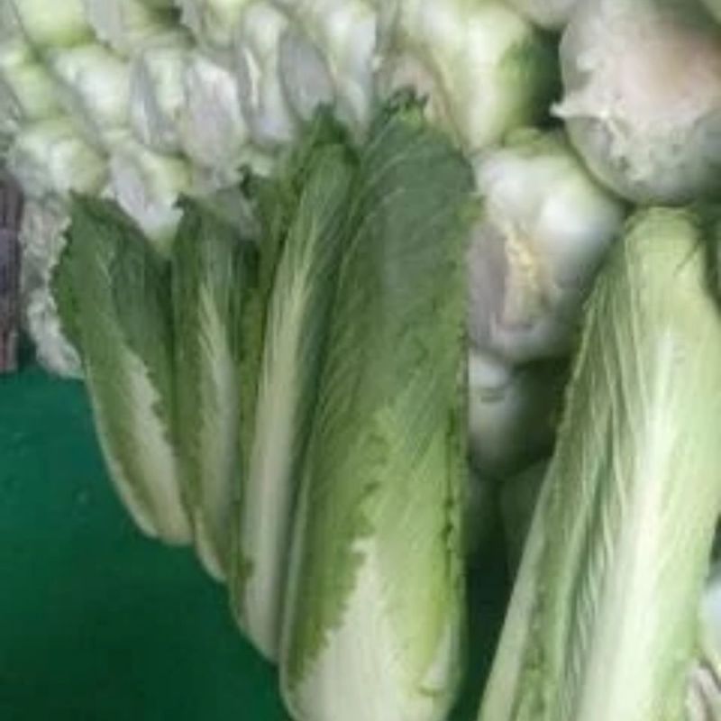 秋宝白菜苗包尖白菜苗菊锦春白菜苗免费技术指导包回收