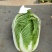 秋宝白菜苗包尖白菜苗菊锦春白菜苗免费技术指导包回收