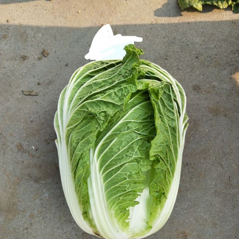 秋宝白菜苗包尖白菜苗菊锦春白菜苗免费技术指导包回收